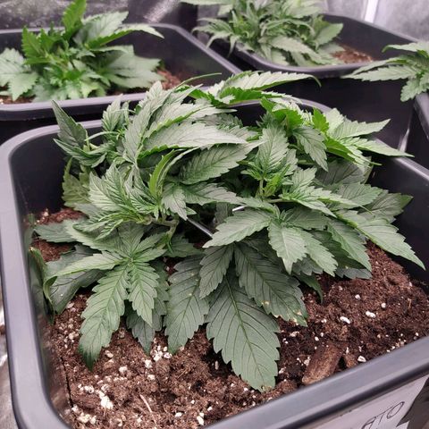 Gelato Auto #1 growlog timeline photo