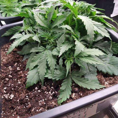 Lemon Pie Auto #1 growlog timeline photo