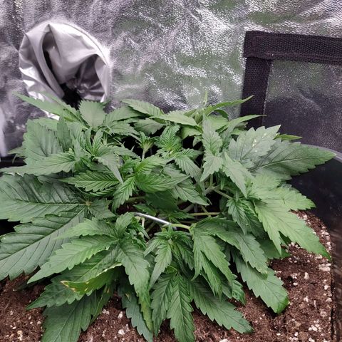 West Coast O.G. #1 growlog timeline photo
