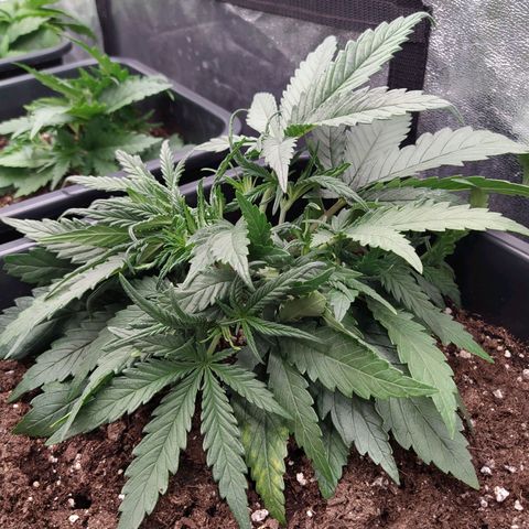West Coast O.G. #2 growlog timeline photo
