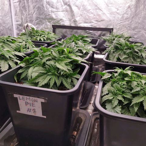 West Coast O.G. #2 growlog timeline photo