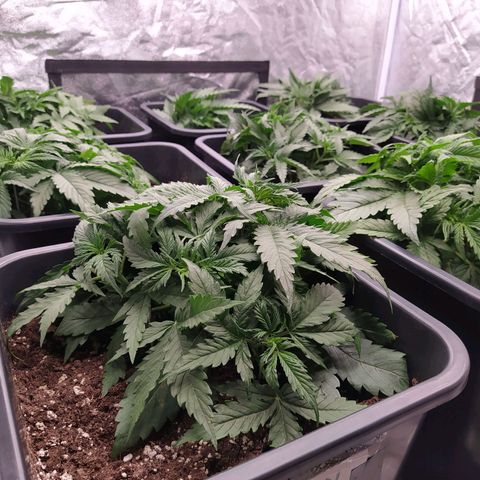 West Coast O.G. #2 growlog timeline photo