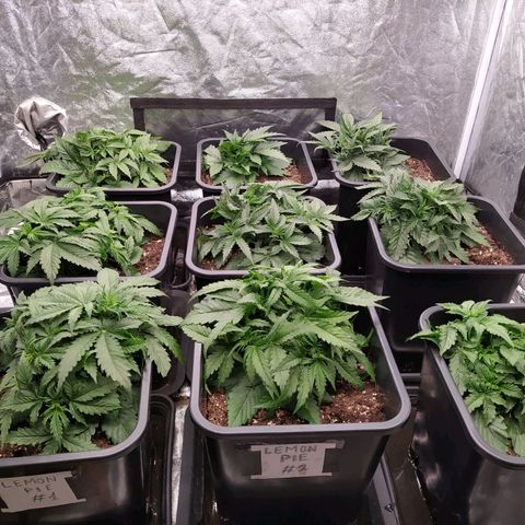 West Coast O.G. #2 growlog timeline photo