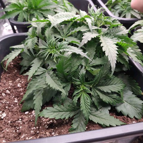 Lemon Pie Auto #1 growlog timeline photo
