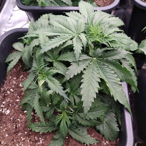 Lemon Pie Auto #1 growlog timeline photo