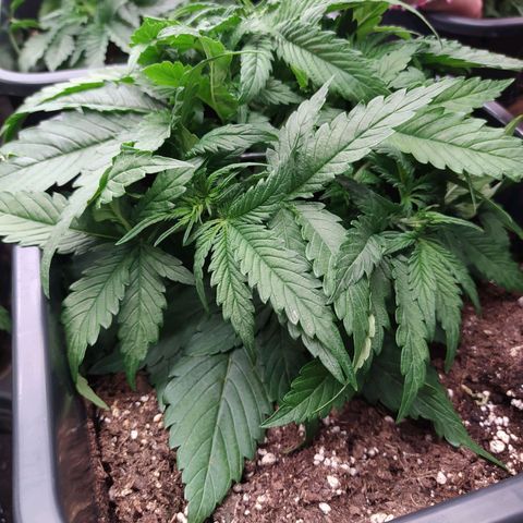 Lemon Pie Auto #2 growlog timeline photo