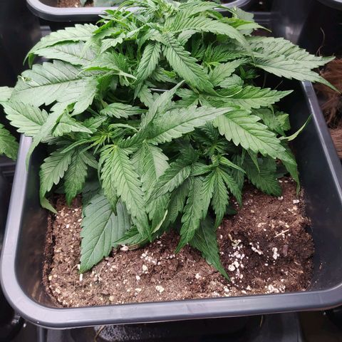 Lemon Pie Auto #2 growlog timeline photo
