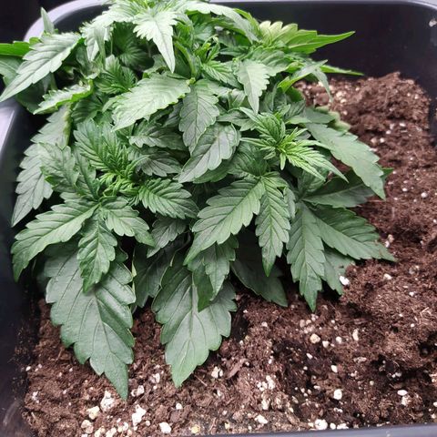 Gorilla Glue #1 growlog timeline photo