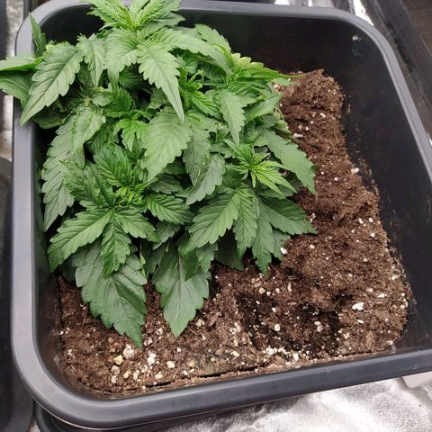 Gorilla Glue #1 growlog timeline photo