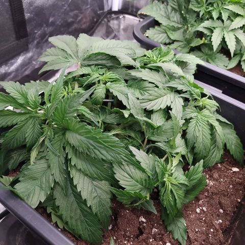 Gorilla Glue #2 growlog timeline photo
