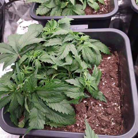 Gorilla Glue #2 growlog timeline photo