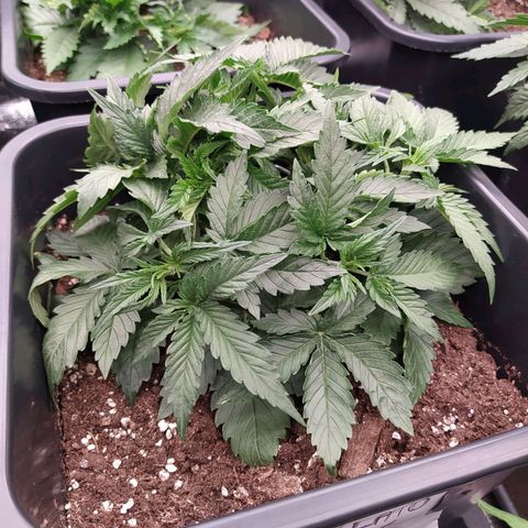 Gelato Auto #1 growlog timeline photo