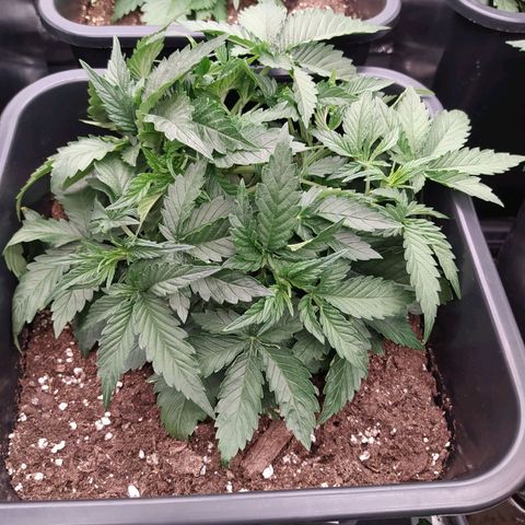 Gelato Auto #1 growlog timeline photo