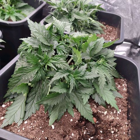 Gelato Auto #2 growlog timeline photo
