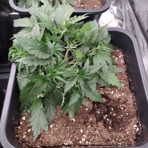 Gelato Auto #2 growlog timeline photo