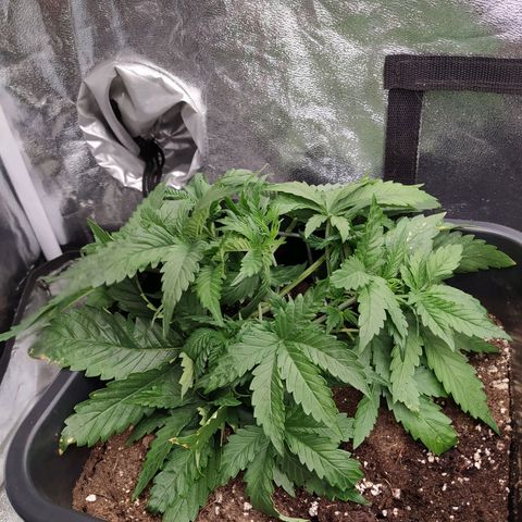 West Coast O.G. #1 growlog timeline photo