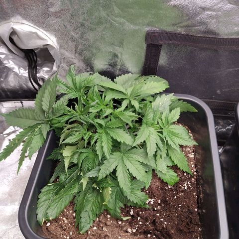 West Coast O.G. #1 growlog timeline photo