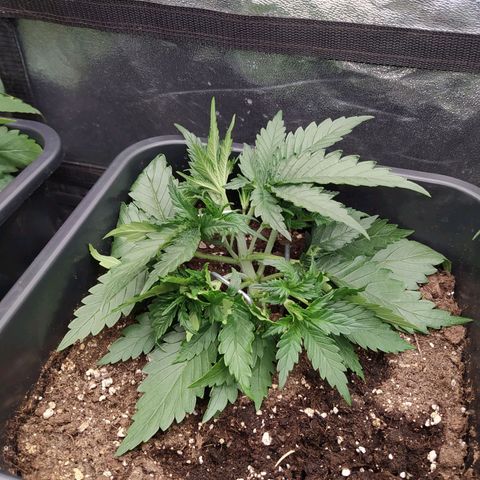 Original Auto OG Kush growlog timeline photo