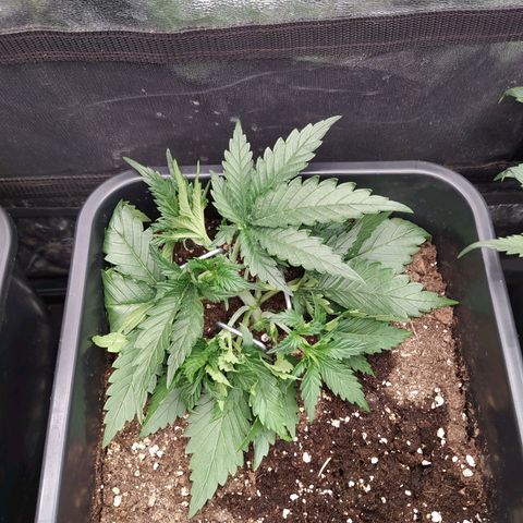 Original Auto OG Kush growlog timeline photo