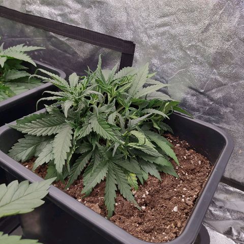 West Coast O.G. #2 growlog timeline photo
