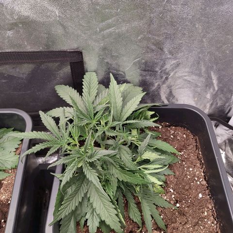 West Coast O.G. #2 growlog timeline photo