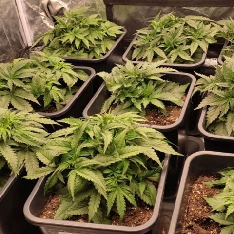 West Coast O.G. #2 growlog timeline photo