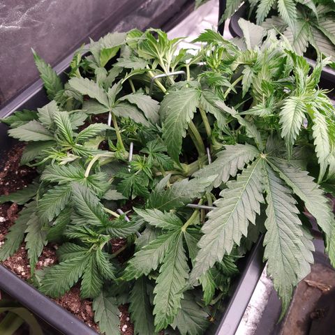 Lemon Pie Auto #1 growlog timeline photo