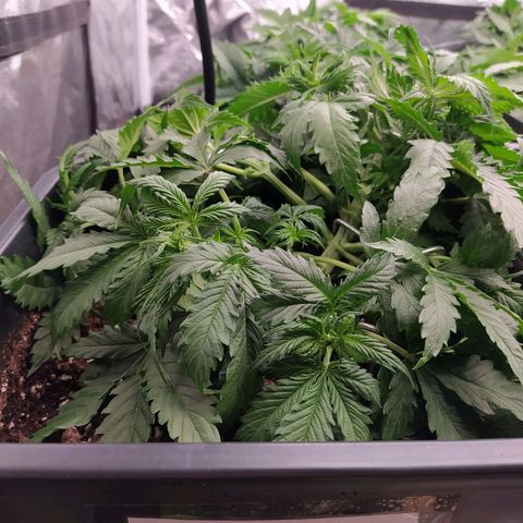 Lemon Pie Auto #1 growlog timeline photo