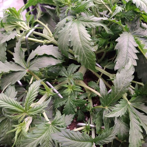 Lemon Pie Auto #1 growlog timeline photo