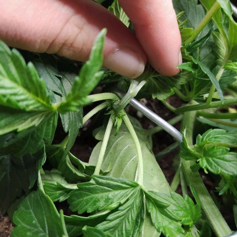 Gorilla Glue #2 growlog timeline photo