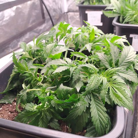 Gorilla Glue #2 growlog timeline photo