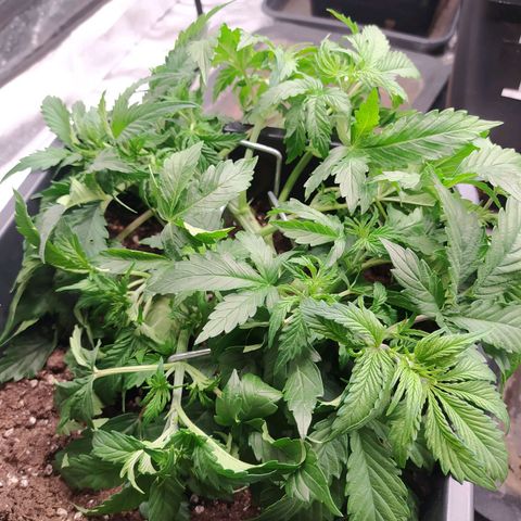 Gorilla Glue #2 growlog timeline photo