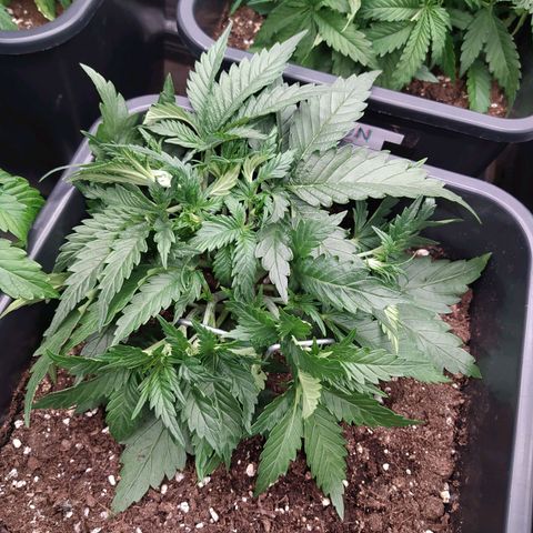 Original Auto OG Kush growlog timeline photo