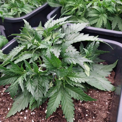 Original Auto OG Kush growlog timeline photo