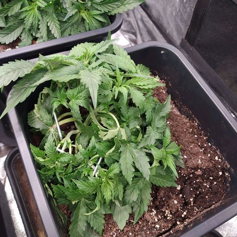 Gorilla Glue #1 growlog timeline photo