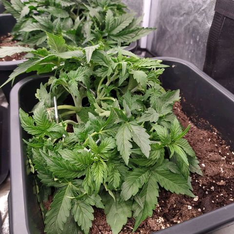 Gorilla Glue #1 growlog timeline photo