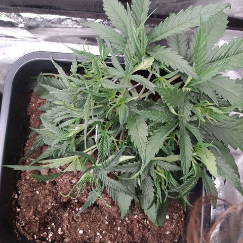 West Coast O.G. #2 growlog timeline photo