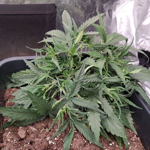 West Coast O.G. #2 growlog timeline photo