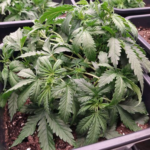 Lemon Pie Auto #1 growlog timeline photo