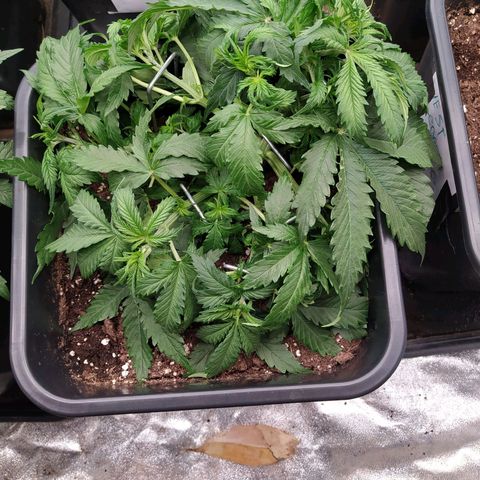 Lemon Pie Auto #1 growlog timeline photo