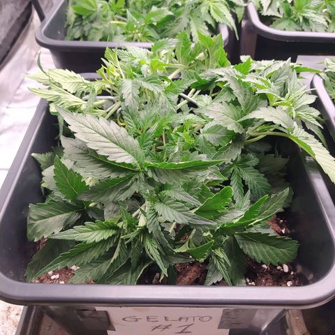 Gelato Auto #1 growlog timeline photo