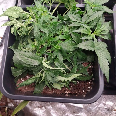 Gelato Auto #1 growlog timeline photo