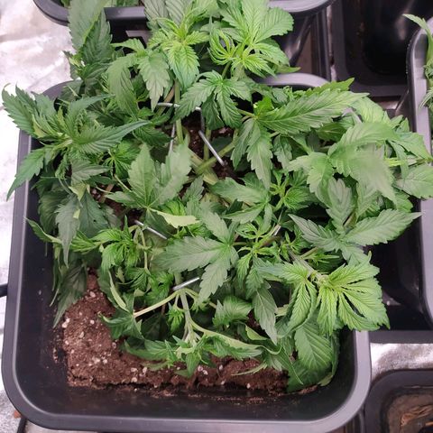 Gorilla Glue #2 growlog timeline photo