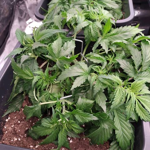 Gorilla Glue #2 growlog timeline photo