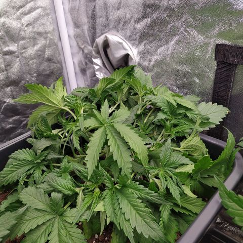 West Coast O.G. #1 growlog timeline photo
