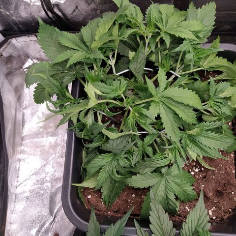 West Coast O.G. #1 growlog timeline photo