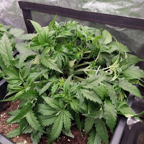 Lemon Pie Auto #2 growlog timeline photo