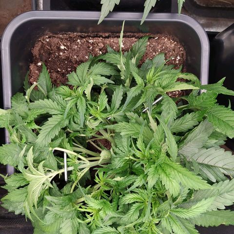 Lemon Pie Auto #2 growlog timeline photo