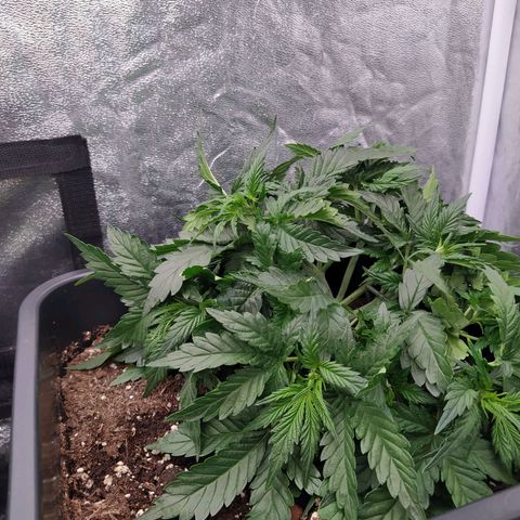 Gelato Auto #2 growlog timeline photo