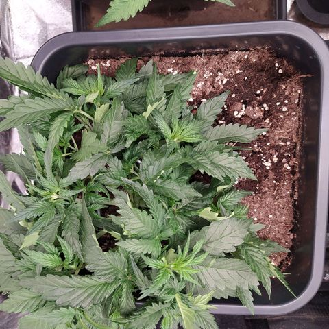 Gelato Auto #2 growlog timeline photo